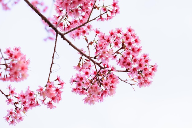 Foto wilde himalaya-kersenbloesems in het voorjaarsseizoen prunus cerasoides roze sakura-bloem op witte achtergrond geïsoleerd