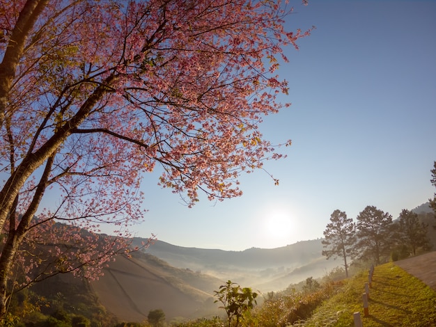 Foto wilde himalayan-kersenbloesem op berg bij het landschap van de zonsopgangmening in thailand.