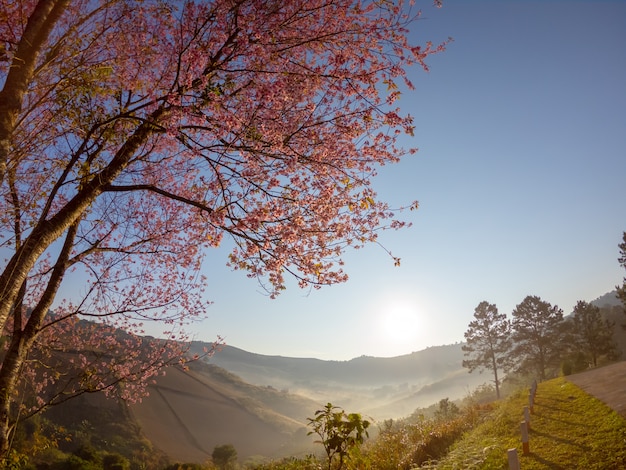 Wilde Himalayan-Kersenbloesem op berg bij het landschap van de zonsopgangmening in Thailand.