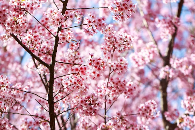 Wilde Himalayan-Kersenbloesems in lentetijd (Prunus-cerasoides), Sakura in Thailand