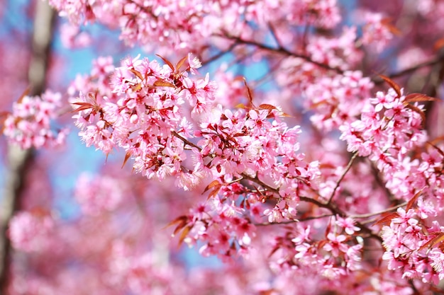 Wilde Himalayan-Kersenbloesems in lentetijd (Prunus-cerasoides), Sakura in Thailand