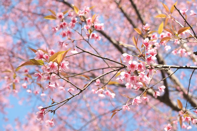Wilde Himalayan-Kersenbloesems in lentetijd, Roze Sakura-bloem voor de achtergrond