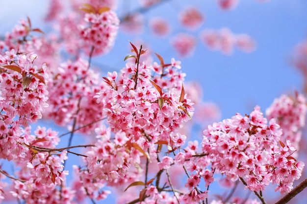 Wilde Himalayan-kersenbloesems in lentetijd