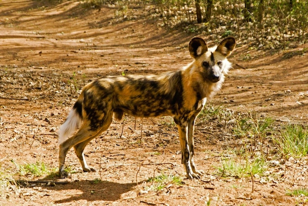 Wilde hond Afrikaanse jachthond Zuid-Afrika