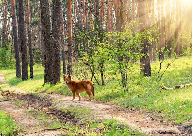 Wilde hond op een achtergrond van een lentebos bij zonsondergang