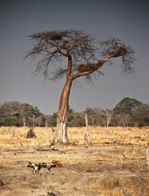 Wilde honden en baobabboom