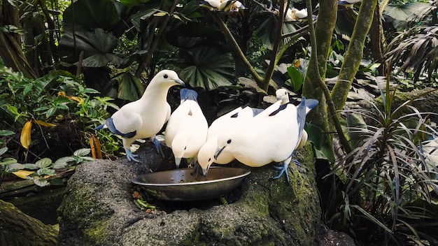 Wilde hongerige duiven witte en blauwe kleur eten uit kom staande op grijze steen