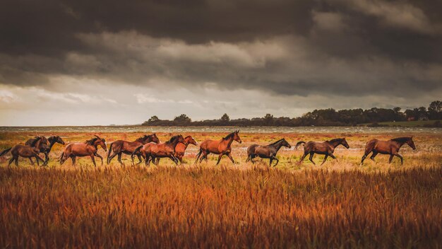 Photo wilde horses  running free