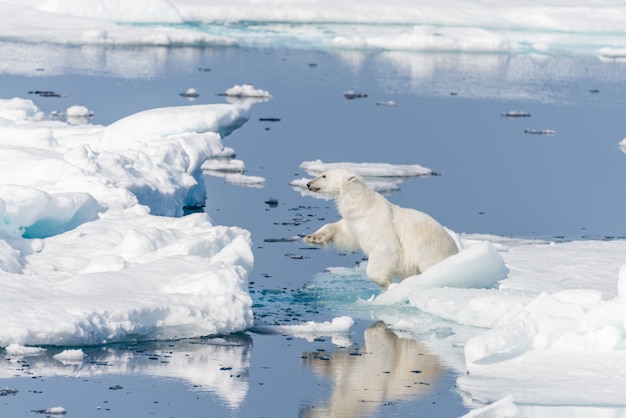 Wilde ijsbeer die over ijsijsschollen springt ten noorden van Svalbard Arctic Norway