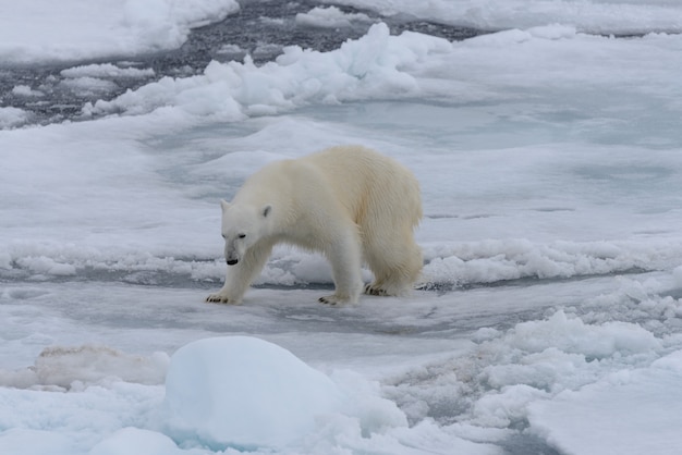 Wilde ijsbeer op pakijs in de noordelijke ijszee
