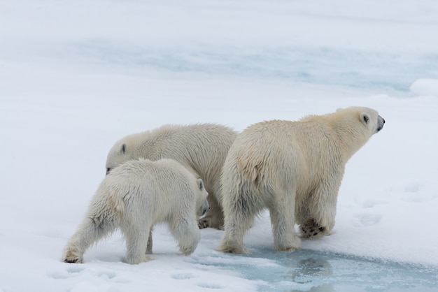 Wilde ijsbeer (Ursus maritimus) moeder en tweelingwelpen op het pakijs, ten noorden van Svalbard Arctic Norway