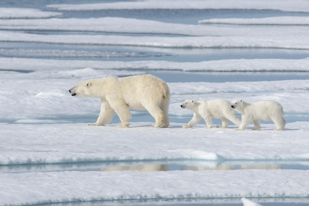 Foto wilde ijsbeer ursus maritimus moeder en welp op het pakijs