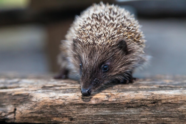 Foto wilde, inheemse, europese egel in natuurlijke boshabitat. wetenschappelijke naam erinaceus europaeus. f