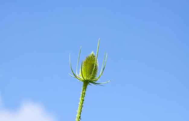 Wilde kaardenbol Dipsacus fullonum plant