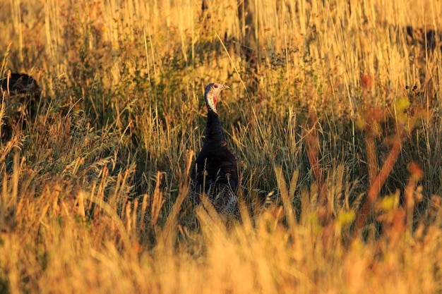 Foto wilde kalkoen in utah veld