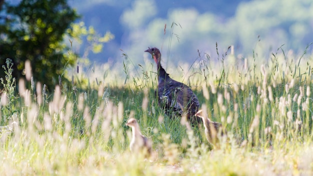 Wilde kalkoen met kleine kuikens in het veld.