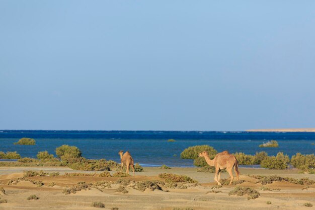 Wilde kamelen trekken langs de kust van de Rode Zee, Egypte