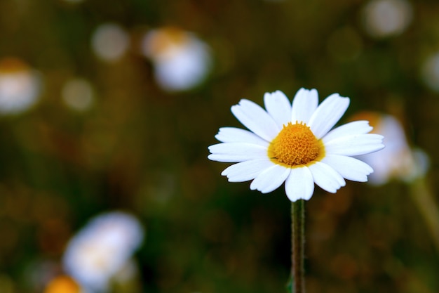 Wilde kamillebloemen die op de weide groeien