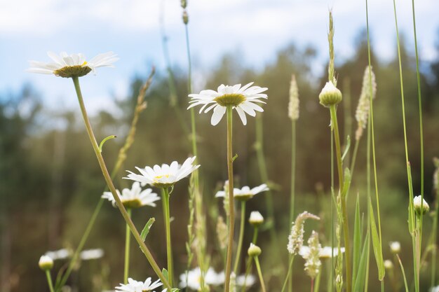 Wilde kamillebloemen op een gebied op een zonnige dag