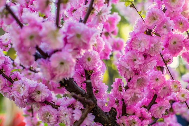 Wilde kers in roze bloesem. Lentebloesem, kersen bloeiende takken