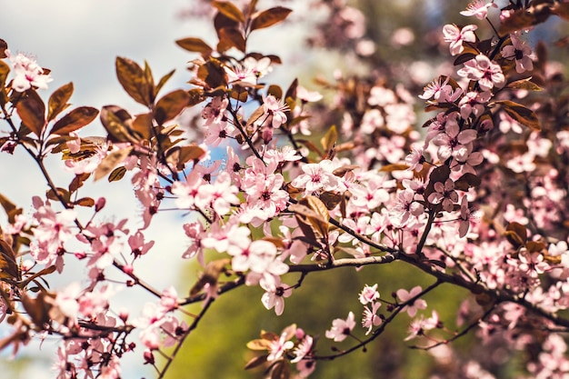 Wilde kers in roze bloesem