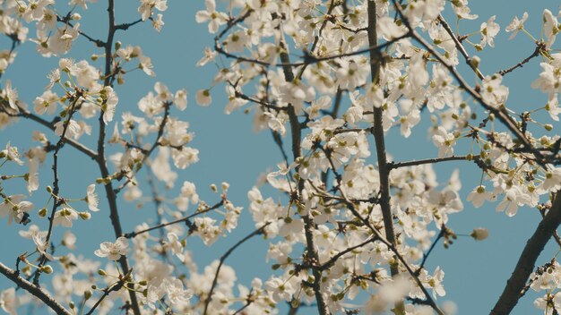 Wilde kersen prachtige witte prunus avium bloemen bekend als wilde zoete kersen bloeien