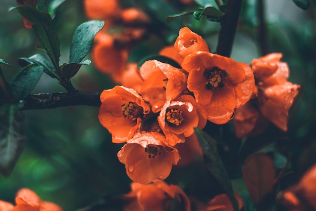 Wilde kersenbloesems rode bloemen fruit boomtak close-up bloeiende sakura donkere bloemen achtergrond mooie lente behang boomgaard tuin in mei