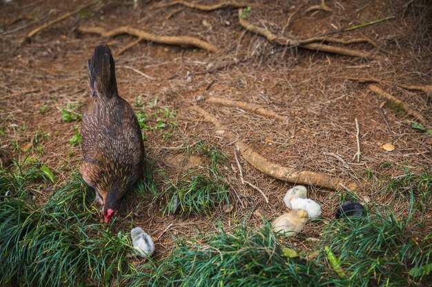 Wilde kip met kuikens in het bos op oahu-eiland, hawaï