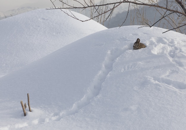 wilde kleine bruine haas in de sneeuw