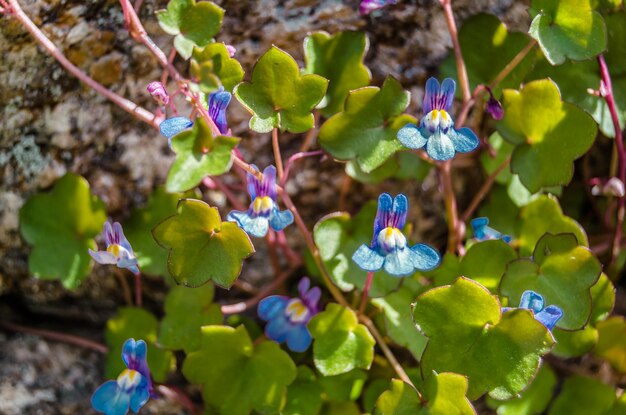 Wilde kleine leeuwebekbloem in bloei tijdens de lente