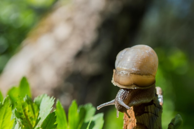 Wilde kleine slak close-up in het groene bos met onscherpe achtergrond Lente natuur