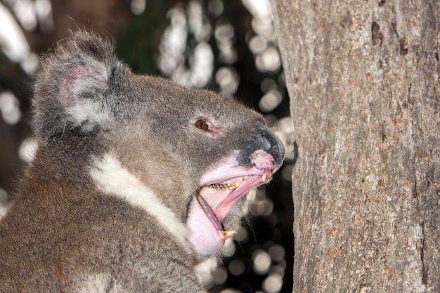 Wilde koala op een boom terwijl hij geeuwt