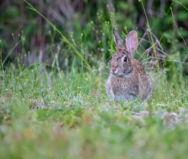 Foto wilde konijn in het gras