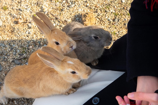 Wilde konijnen voeren op het eiland Okunoshima bij zonnig weer, ook wel bekend als het konijneneiland