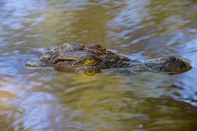 Wilde krokodil op de rivier