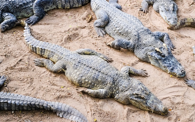 Wilde krokodillen op de oever van de rivier