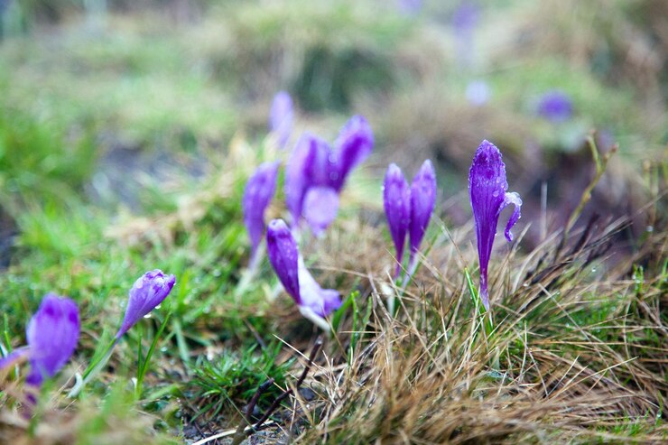 Foto wilde krokusbloemen bloeien in het voorjaar in een weiland in de hoge bergen.