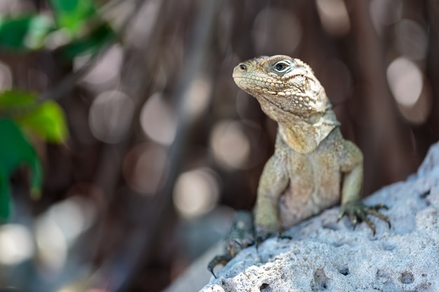 Wilde leguaan, Cuba