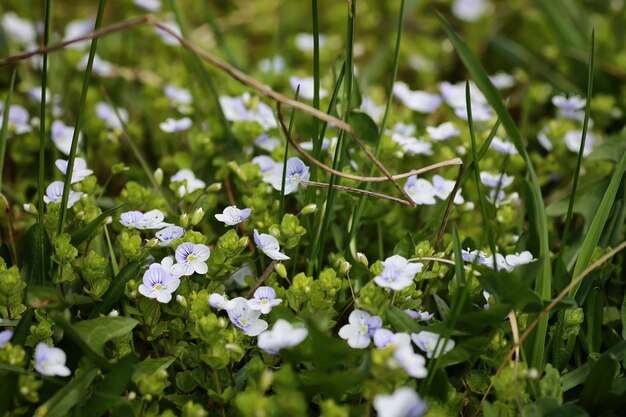 wilde lentebloem in een veld