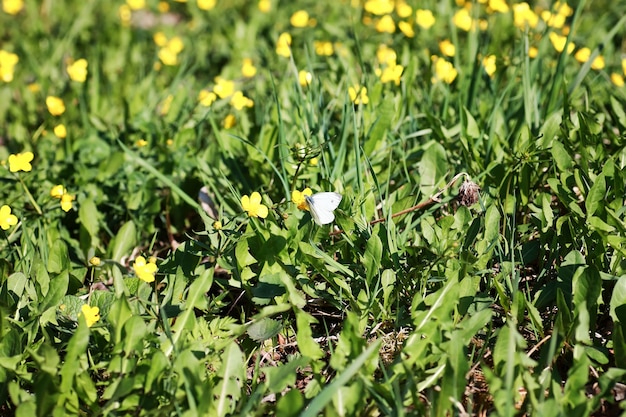 Wilde lentebloem in een veld