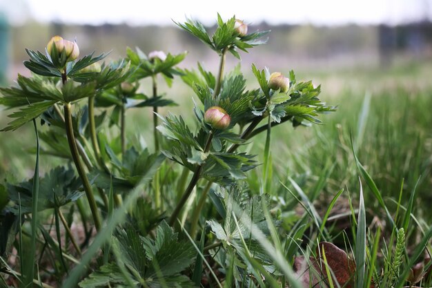 Wilde lentebloem in een veld