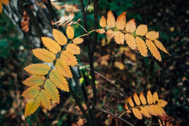 Wilde lijsterbessentak dichtbij berk in de herfstbos op rijke floraachtergrond. Het close-up van dalings oranje bladeren. Herfst bos achtergrond met kleurrijke vegetatie. Lijsterbes vallen gele bladeren in het bos.