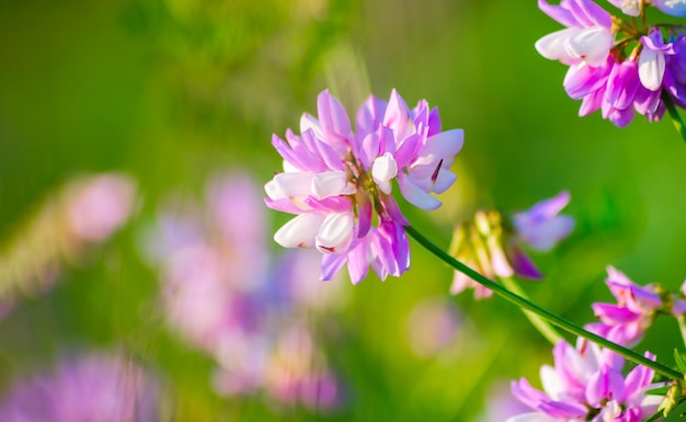 Wilde lila bloemen in de ochtend in het veld