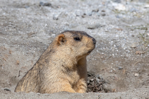 Wilde marmot die uit een hol gluurt