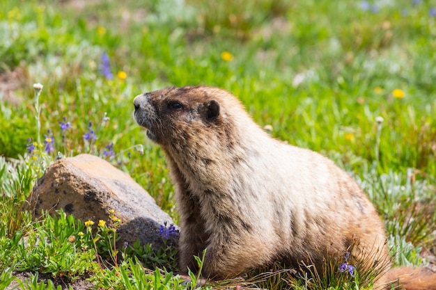 Wilde marmot in zijn natuurlijke omgeving van bergen in het zomerseizoen.