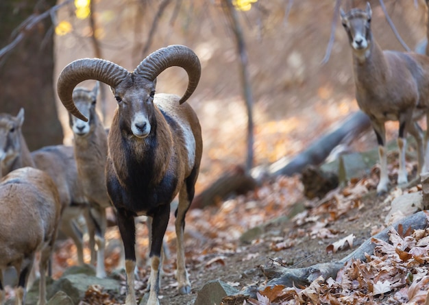 Foto wilde moeflon in de herfstbos, het eiland van cyprus.