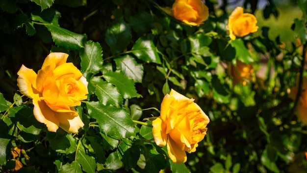 Wilde mooie gele roos close-up Rose achtergrond