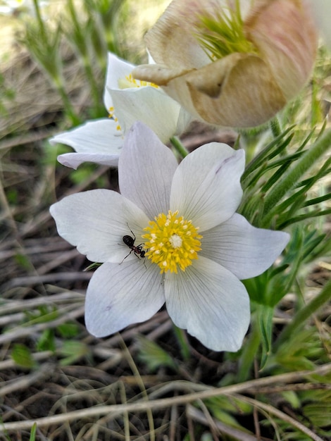 Wilde narcissen in een weiland met een mier