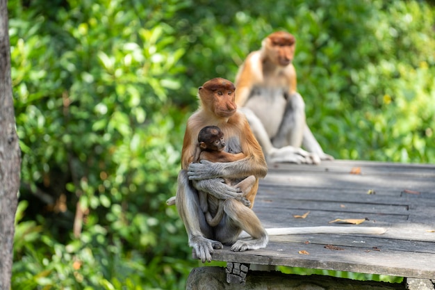 Wilde neusaap of Nasalis larvatus, in het regenwoud van Borneo, Maleisië