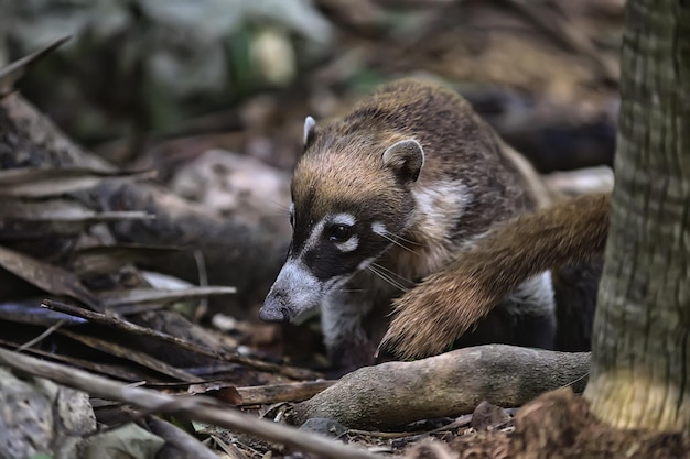 wilde nosoha, amerikaanse wasbeer, dier in het wild